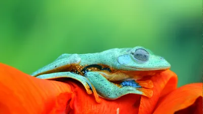 Javan tree frog