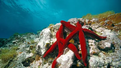 Mediterranean red sea stars, Mediterranean Sea