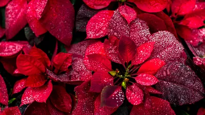 Poinsettias