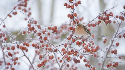 Male chaffinch perched on a crab apple tree in winter