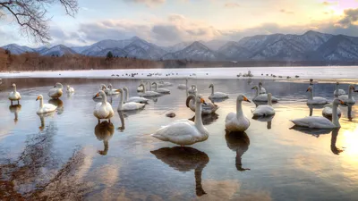 Whooper swans in Lake Kussharo, Japan