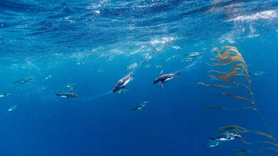 Macaroni penguins, Drake Passage, Chile