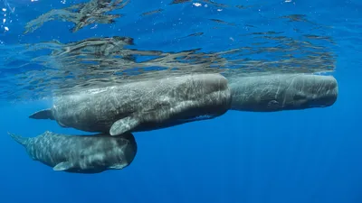 Sperm whale pod surfacing, Dominica
