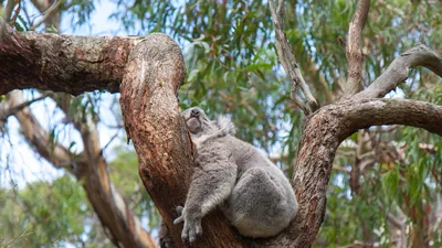 A koala sleeping in a eucalyptus tree, Australia
