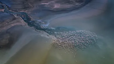 Lesser flamingos flying over Lake Magadi, Kenya
