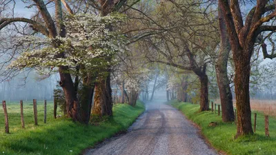 Cades Cove ，大雾山国家公园，田纳西州，美国