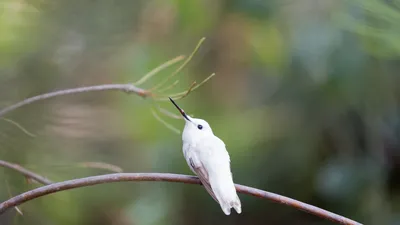 澳大利亚花园里的白种安氏蜂鸟，加州大学圣克鲁兹分校植物园，加利福尼亚州，美国
