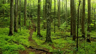 大烟山国家公园的森林小道，田纳西州，美国