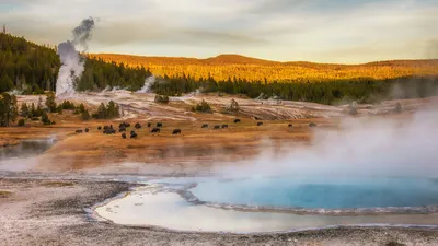 Bison grazing at thermal hot springs, Yellowstone National Park, Wyoming