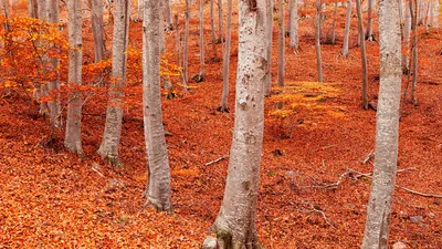 Peña Roya beech forest, Moncayo Natural Park, Zaragoza, Aragon, Spain