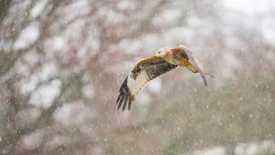 雪中​​的红鸢