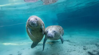 淡水泉中的幼年海牛，水晶河，佛罗里达州，美国