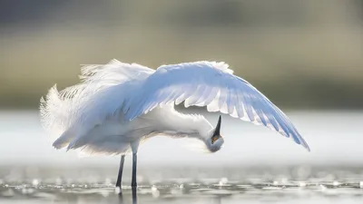 Fancy feathers