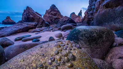 Limpets exposed at low tide on the coast of Praia da Ursa, Portugal