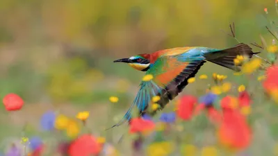 European bee-eater, Sierra de Grazalema Natural Park, Cádiz, Spain