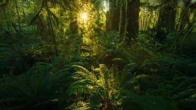 Quinault rainforest, Olympic National Park, Washington state
