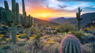Saguaro cacti near Windgate Pass, McDowell Range, Arizona, USA