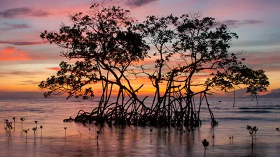 Sunrise on a red mangrove in the Pig Keys, Honduras