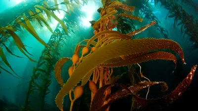 A kelp forest off Anacapa Island, Channel Islands National Park, California