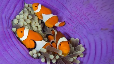 Three false clownfish in a sea anemone, Cabilao Island, Bohol, Philippines