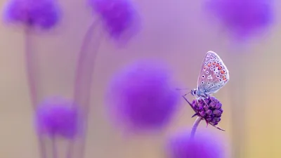 Common blue butterfly, Devon, England