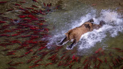 Brown bear fishing in river, Katmai National Park, Alaska