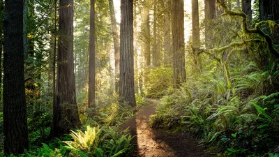 Sunrise in Redwood National and State Parks, California