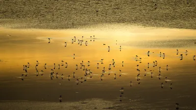 Lesser flamingo flock at sunrise, Lake Magadi, Kenya