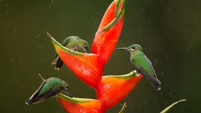 Green-crowned brilliant hummingbirds feeding on lobster-claw flowers, Costa Rica