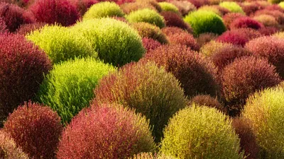 Field of kochia plants, China