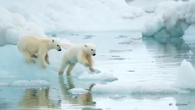 The Arctic's new explorers